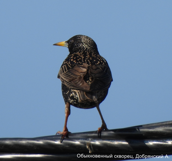 Обыкновенный скворец, Добрянский А.