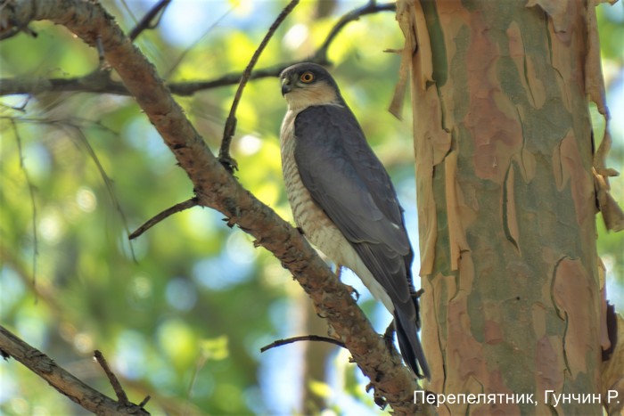 Перепелятник, Гунчин Р.