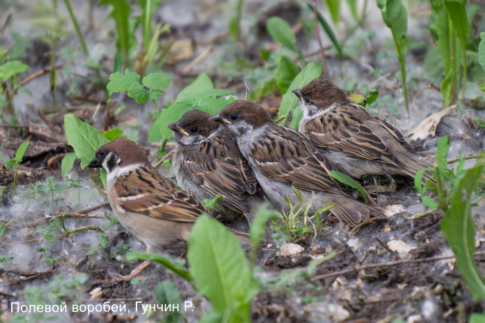Полевой воробей, Гунчин Р. (1)