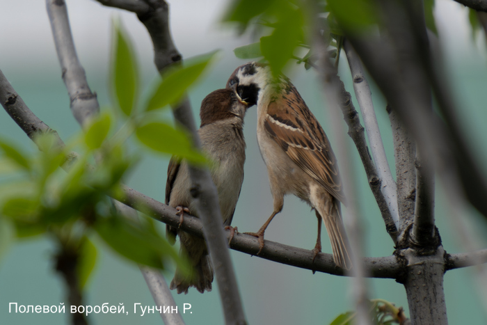 Полевой воробей, Гунчин Р. (2)
