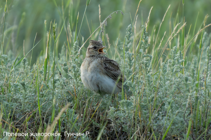 Полевой жаворонок, Гунчин Р.
