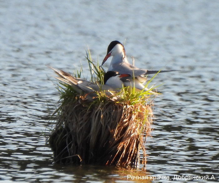 Речная крачка, Добрянский А.