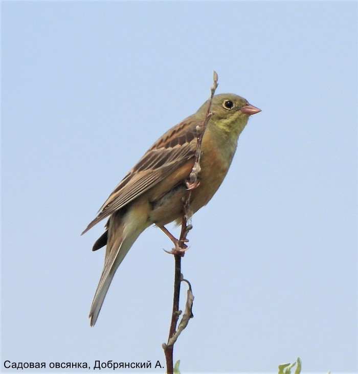 Садовая овсянка, Добрянский А.