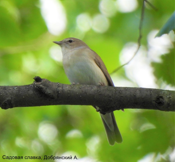 Садовая славка, Добрянский А.