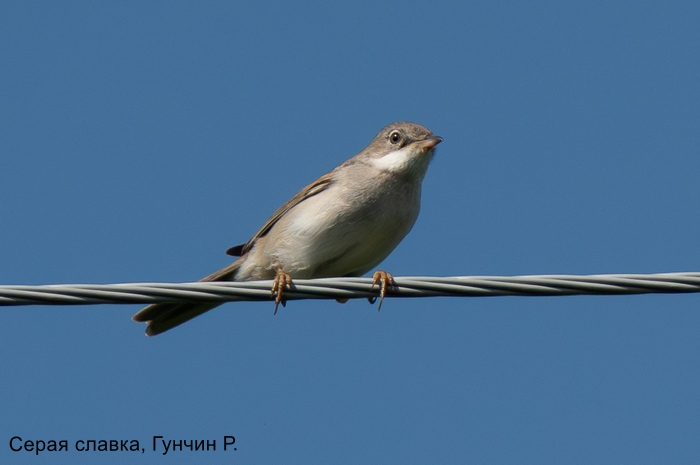 Серая славка, Гунчин Р.