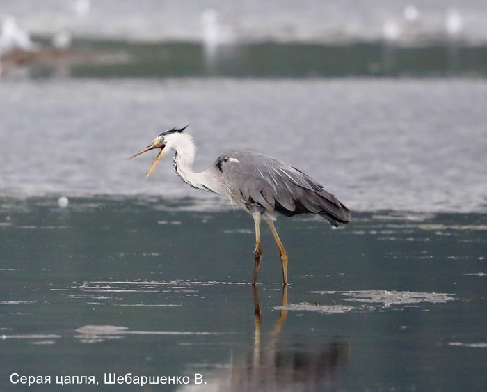 Серая цапля, Шебаршенко В.
