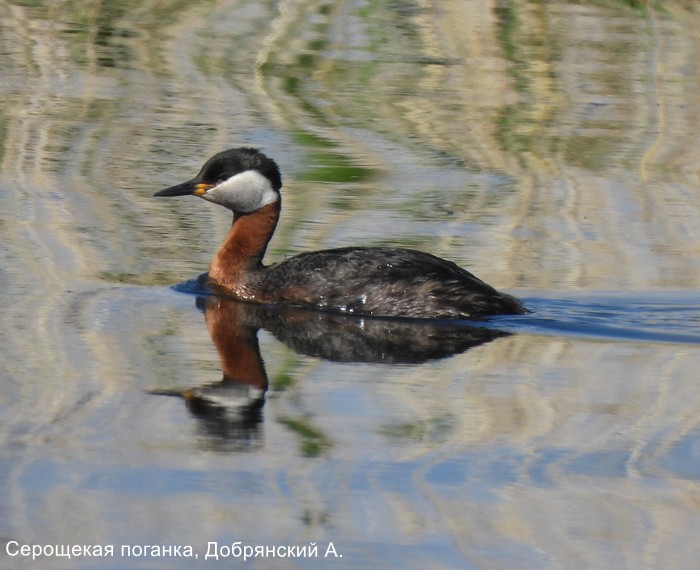 Серощекая поганка, Добрянский А.