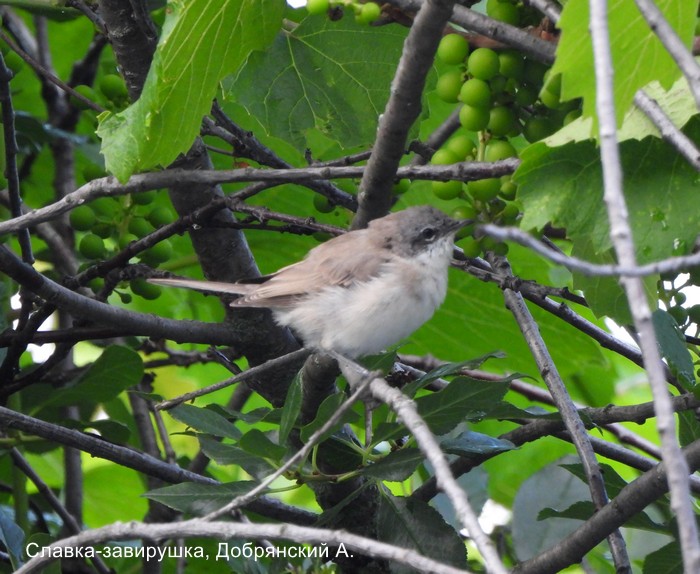 Славка-завирушка, Добрянский А.