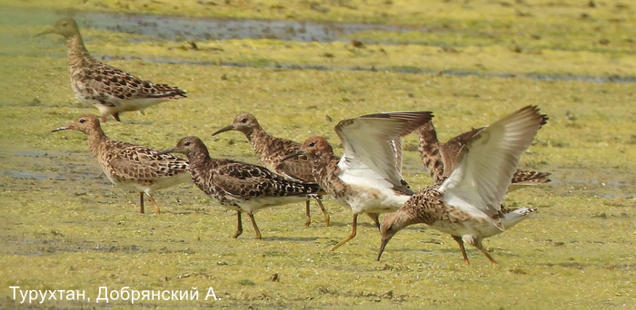 Турухтан, Добрянский А.