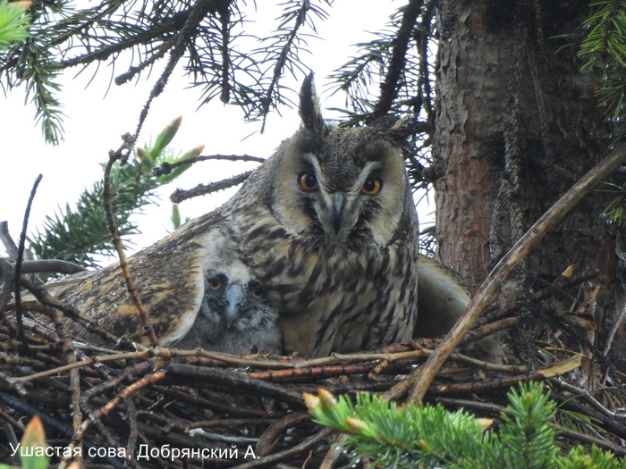 Ушастая сова, Добрянский А.