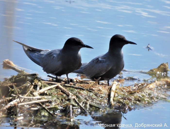 Черная крачка, Добрянский А.