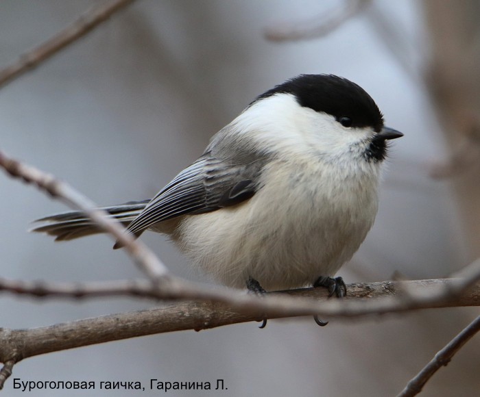 Черноголовая гаичка, Гаранина Л.