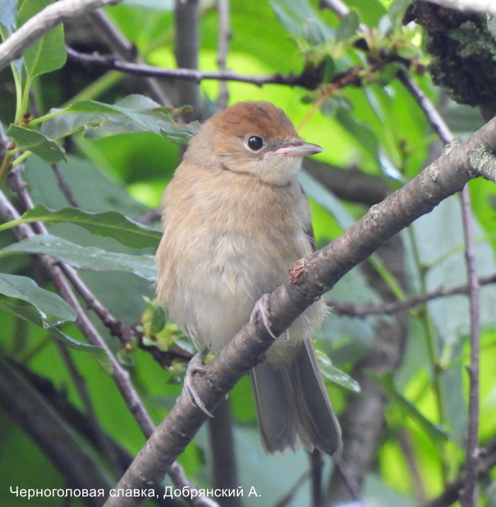 Черноголовая славка, Добрянский А.