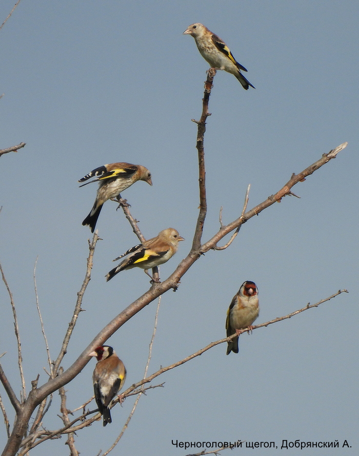 Черноголовый щегол, Добрянский А.