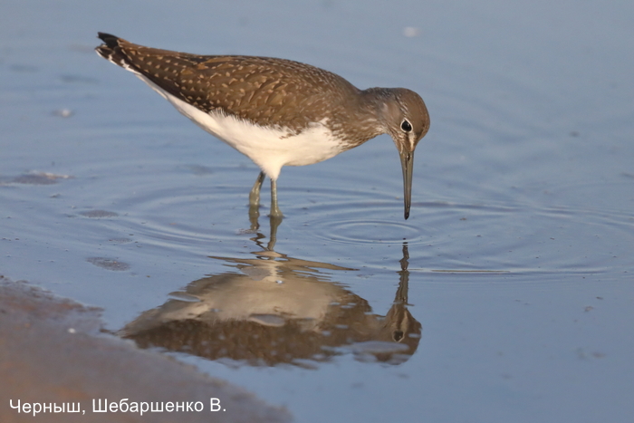 Черныш, Шебаршенко В.