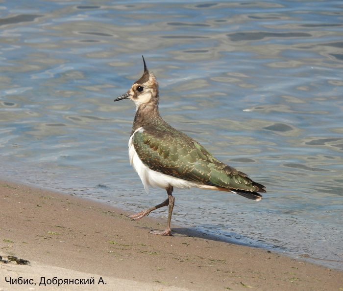 Чибис, Добрянский А.