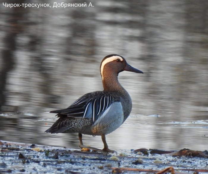 Чирок-трескунок, Добрянский А.