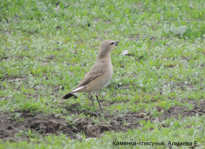 Каменка-плясунья, Алмаева Е.