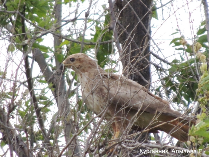 Курганник, Алмаева Е.