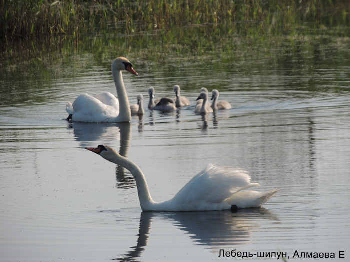 Лебедь-шипун, Алмаева Е (1)