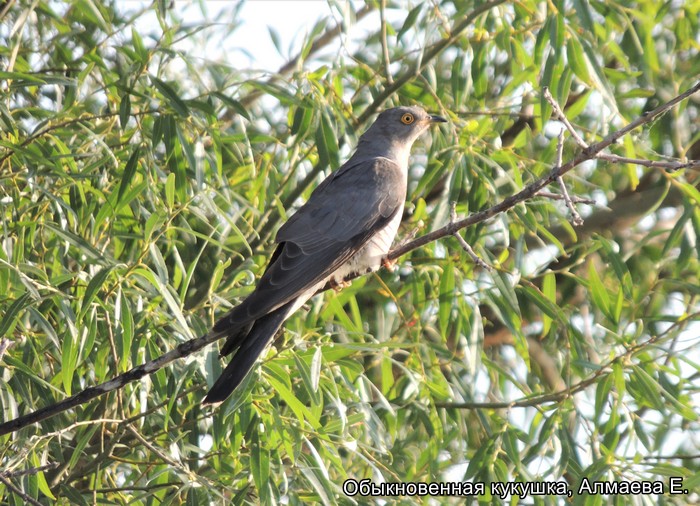Обыкновенная кукушка, Алмаева Е.
