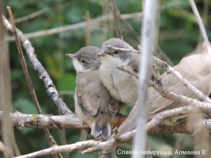 Славка-завирушка, Алмаева Е.