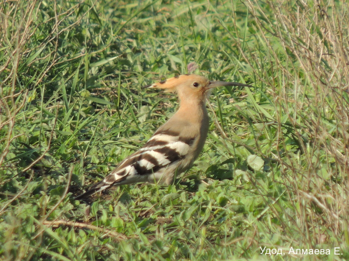 Удод, Алмаева Е.