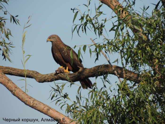 Черный коршун, Алмаева Е.