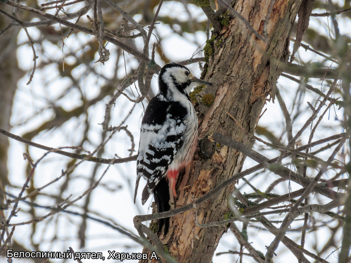 Белоспинный дятел, Харьков А.
