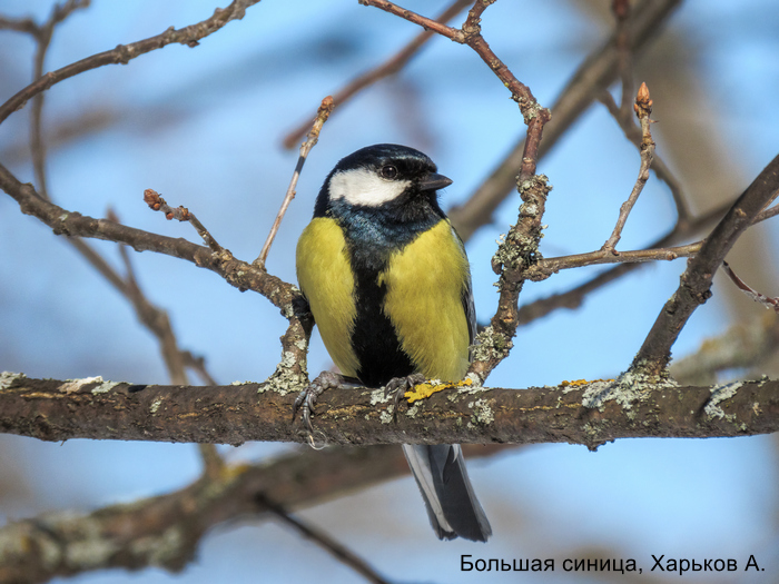 Большая синица, Харьков А.