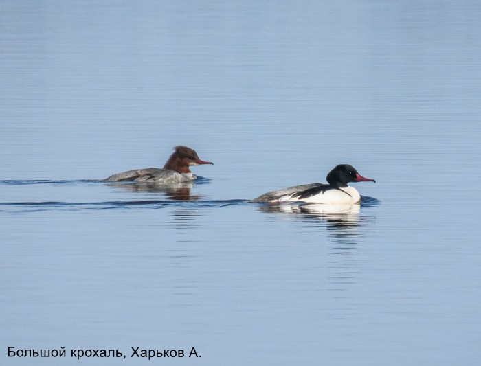 Большой крохаль, Харьков А.