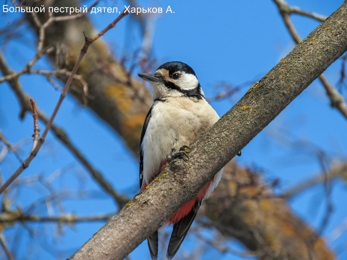 Большой пестрый дятел, Харьков А.