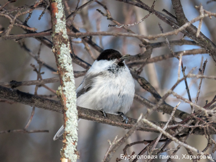 Буроголовая гаичка, Харьков А.