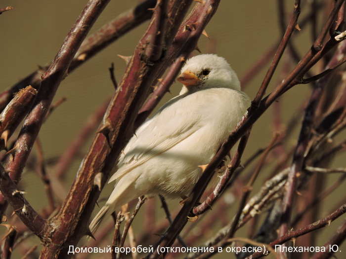 Домовый воробей (отклонение в окраске), Плеханова Ю.