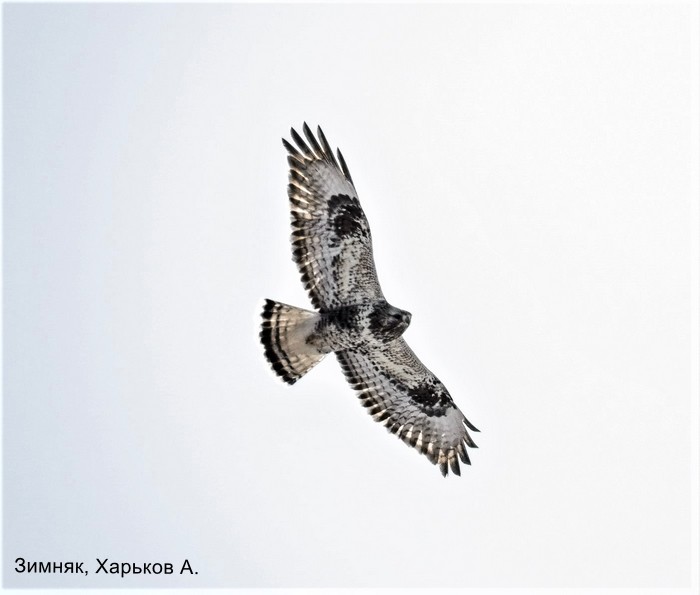 Зимняк, Харьков А.