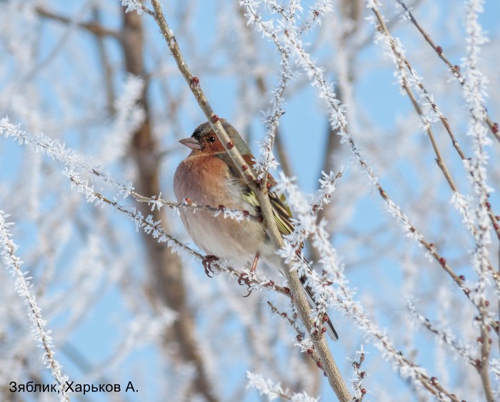 Зяблик, Харьков А.