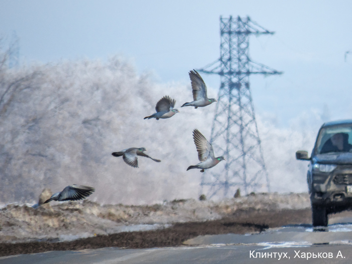 Клинтух, Харьков А.