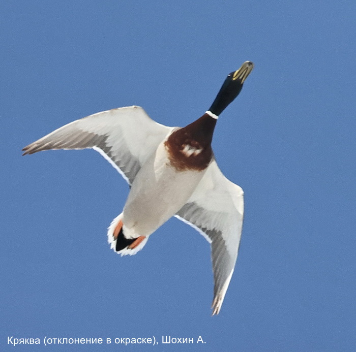 Кряква отклонение в окраске), Шохин А.