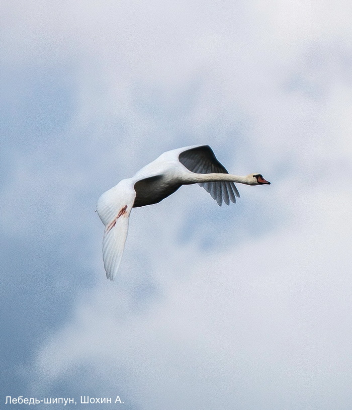 Лебедь-шипун, Шохин А., номинация Старые фотографии