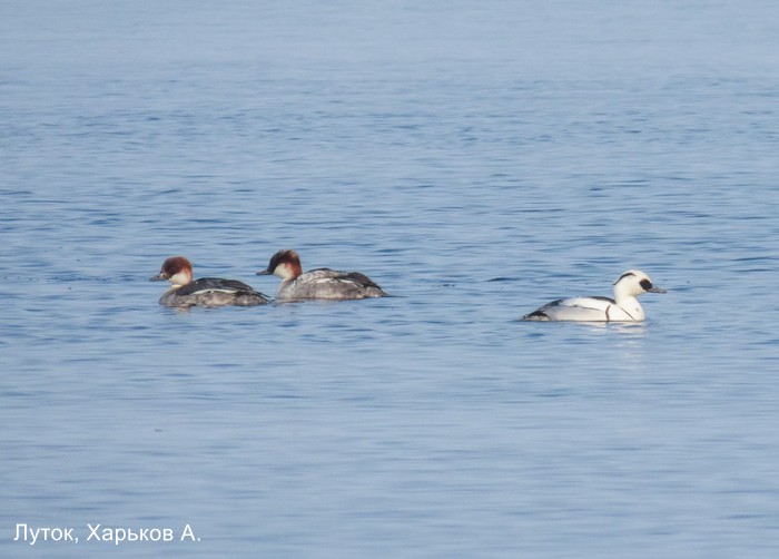 Луток, Харьков А.