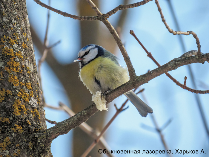 Обыкновенная лазоревка, Харьков А.