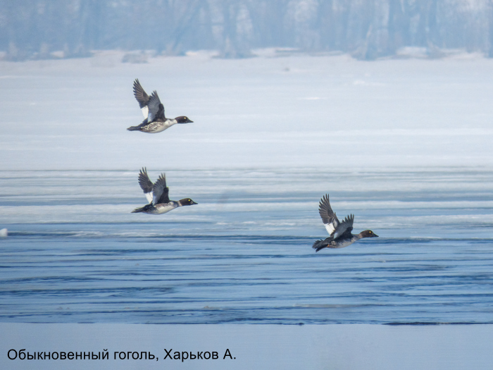Обыкновенный гоголь, Харьков А.
