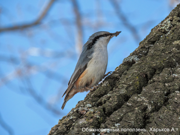 Обыкновенный поползень, Харьков А.