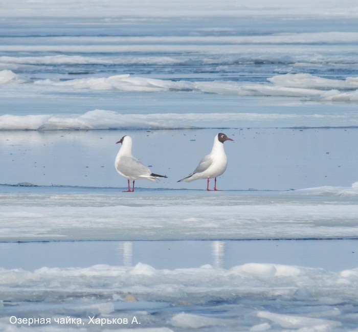 Озерная чайка, Харьков А.