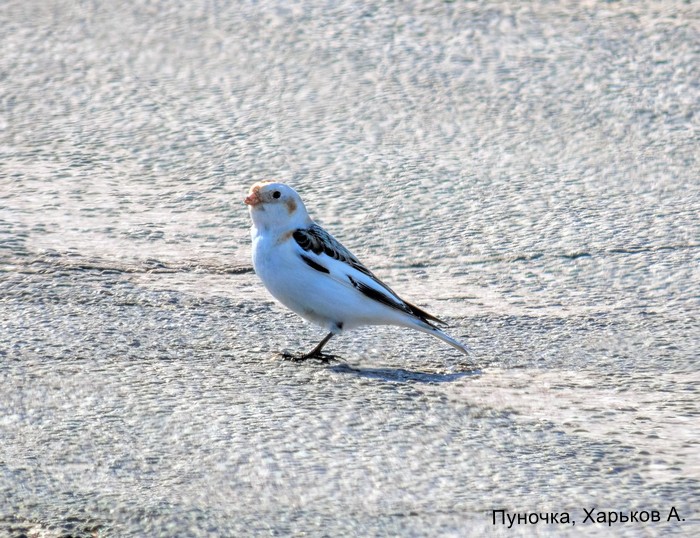Пуночка, Харьков А.