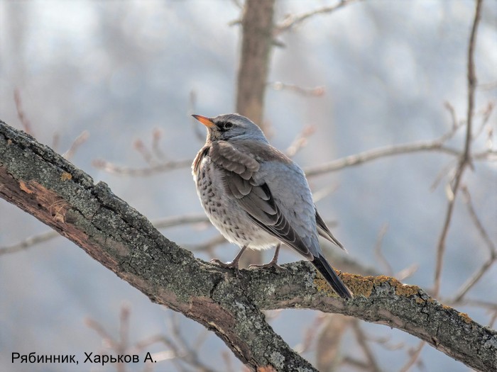 Рябинник, Харьков А.