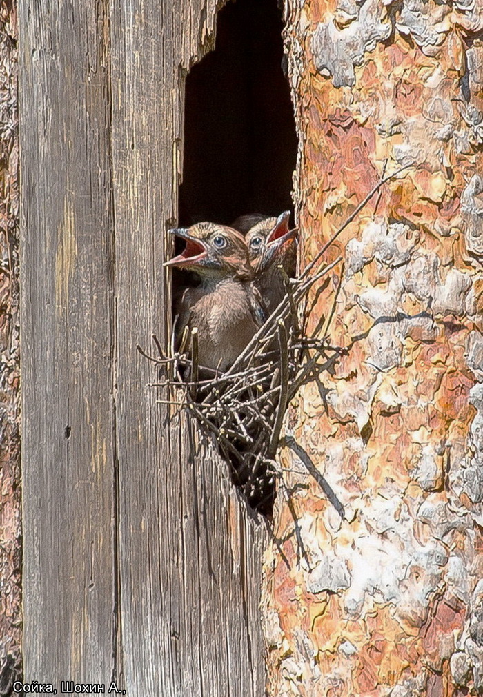 Сойка, Шохин А., номинация Старые фотографии (1)