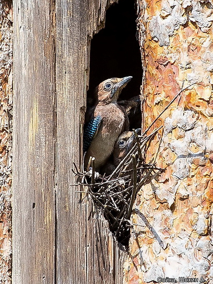 Сойка, Шохин А., номинация Старые фотографии (2)