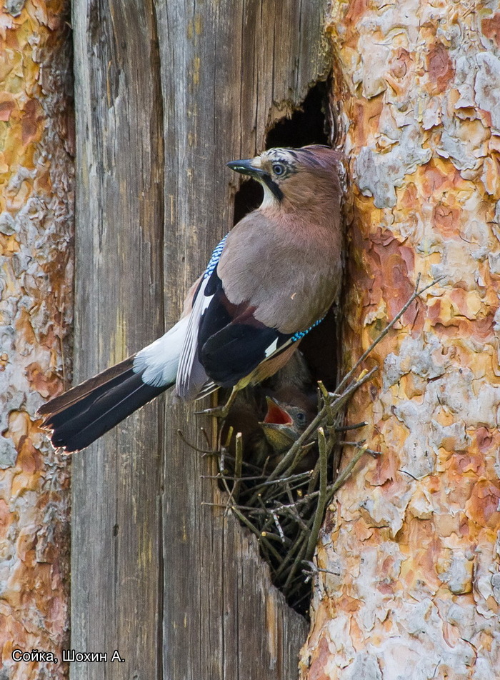 Сойка, Шохин А., номинация Старые фотографии (3)