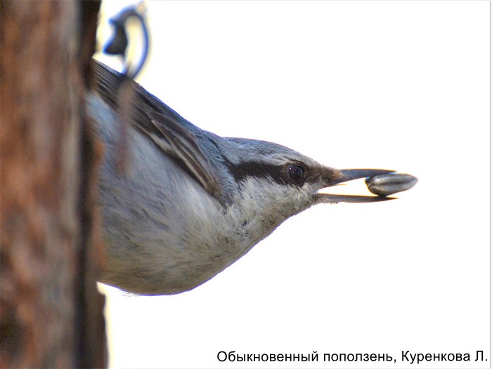 Обыкновенный поползень, Куренкова Л.